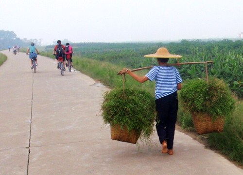 Lady carrying plant cuttings to the market.